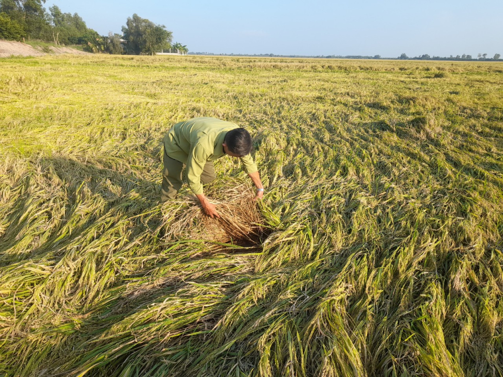 Việt Nam hướng đến mục tiêu phát thải ròng bằng 0 vào năm 2050 14 Nhiều diện tích lúa Đông - Xuân (2022-2023) đang trong giai đoạn chuẩn thu hoạch bị đổ ngã do mưa lớn, gây nhiều thiệt hại cho nông dân