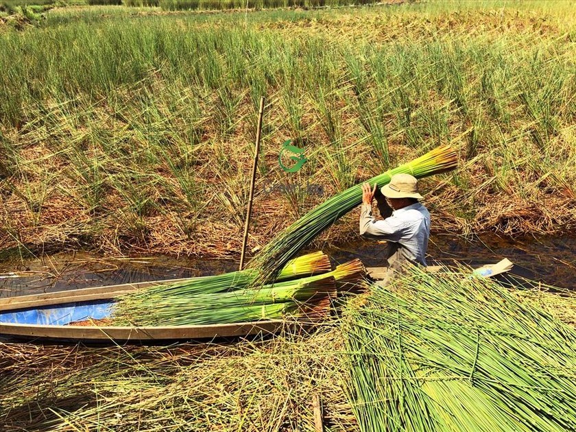 Cánh đồng nguyên liệu cỏ bàng của Green Joy Straw tại Long An. Cánh đồng nguyên liệu cỏ bàng của Green Joy Straw tại Long An.