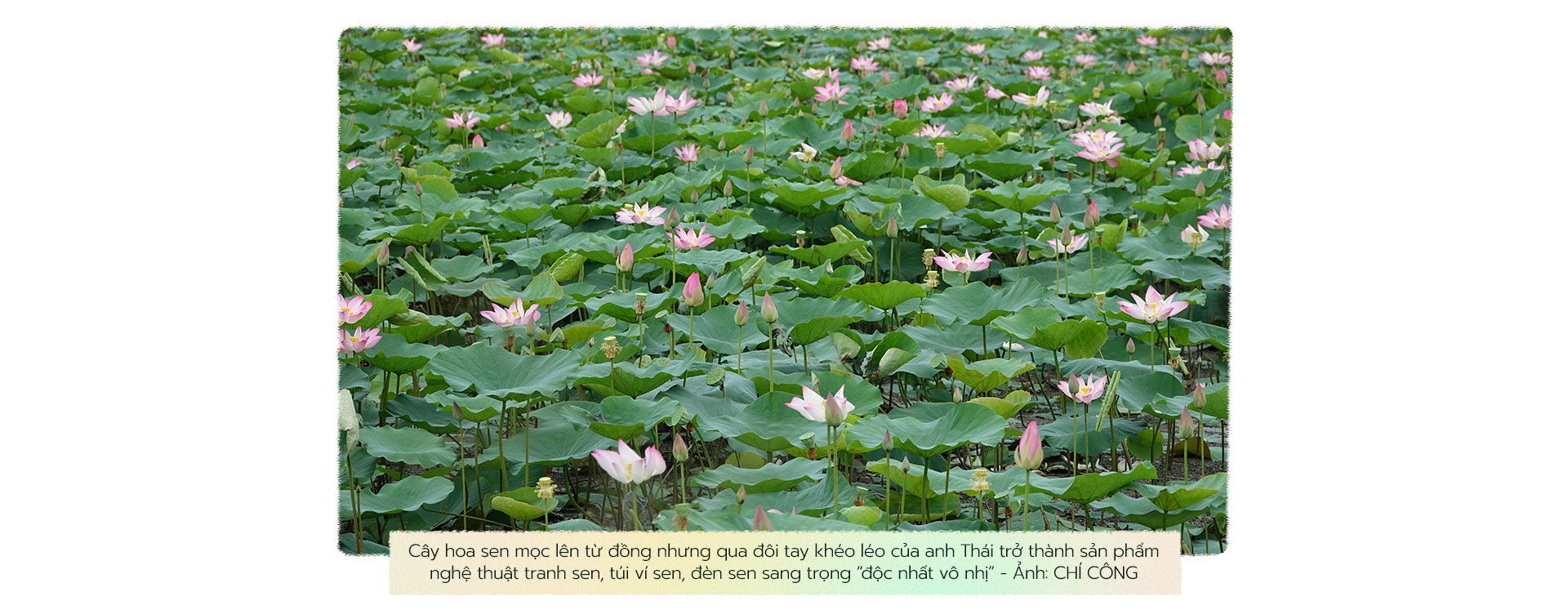 Hành trình người đưa lá sen Việt đến khách quốc tế - Ảnh 1. Hành trình người đưa lá sen Việt đến khách quốc tế - Ảnh 1.