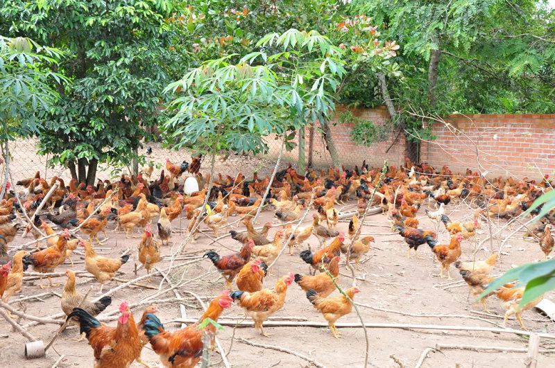 Cô gái khởi nghiệp với Xà phòng dược liệu ở Đồng Nai 7 Xà phòng Dược liệu